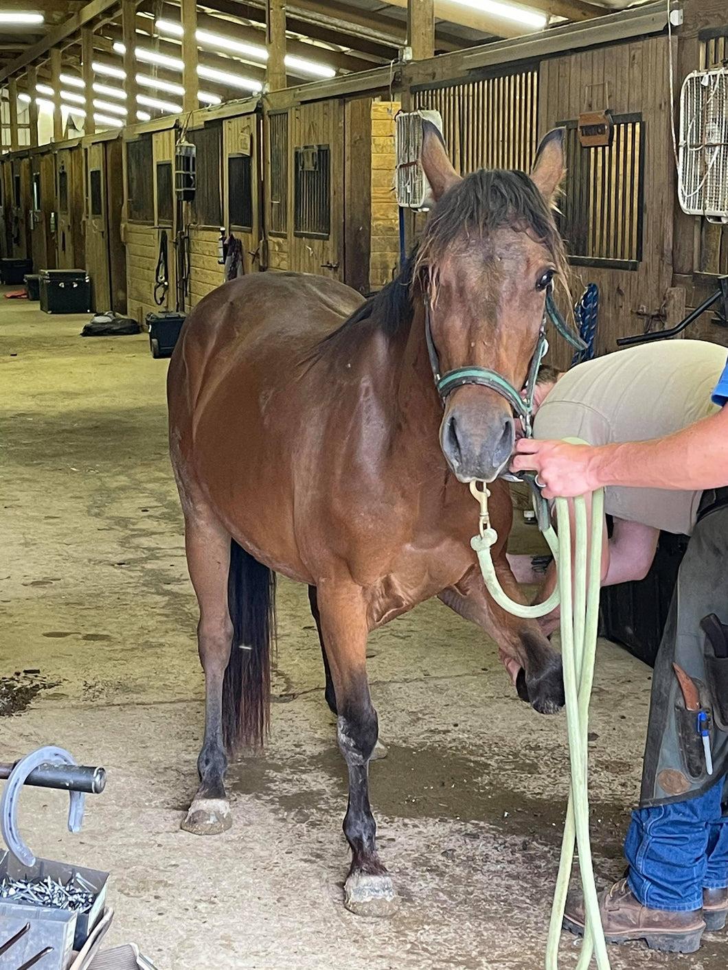 Hoof Trim Donation