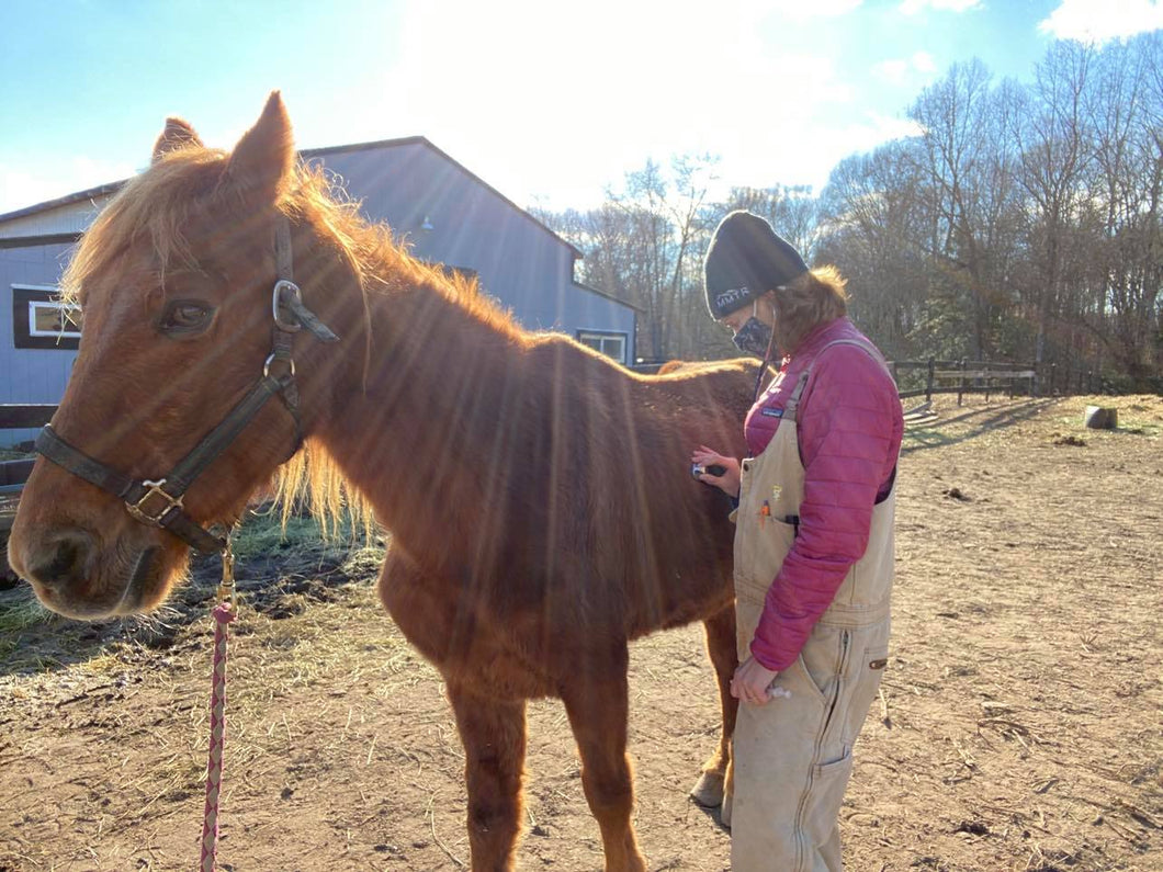 Routine Veterinary Care