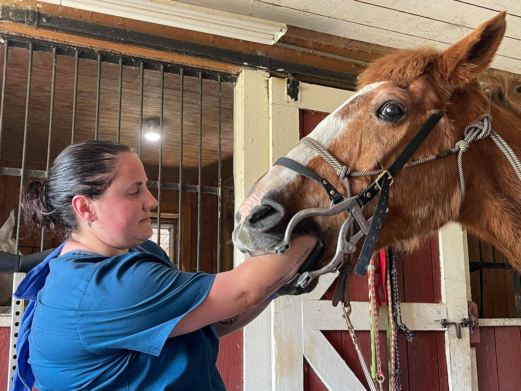 Equine Dental Float